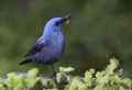 Синий каменный дрозд фото (Monticola solitarius) - изображение №2586 onbird.ru.<br>Источник: www.birdforum.net